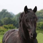 Der schwarze Hengst oder doch Stute