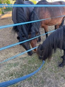 Großpferde und Pony beschnuppern sich am Zaun