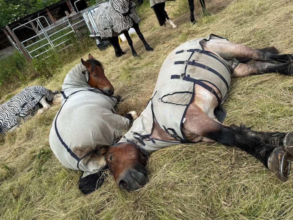„Pferde ruhen an einem heißen Sommertag gemeinsam auf der Weide und suchen Erholung vor der Sommerhitze